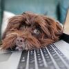 Elevating Your Writing: How AI Can Streamline Your Process and Enhance Your Communication Skills